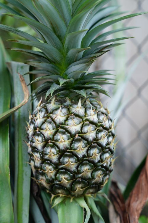 Close-up of a ripe pineapple still on the plant with lush green leaves