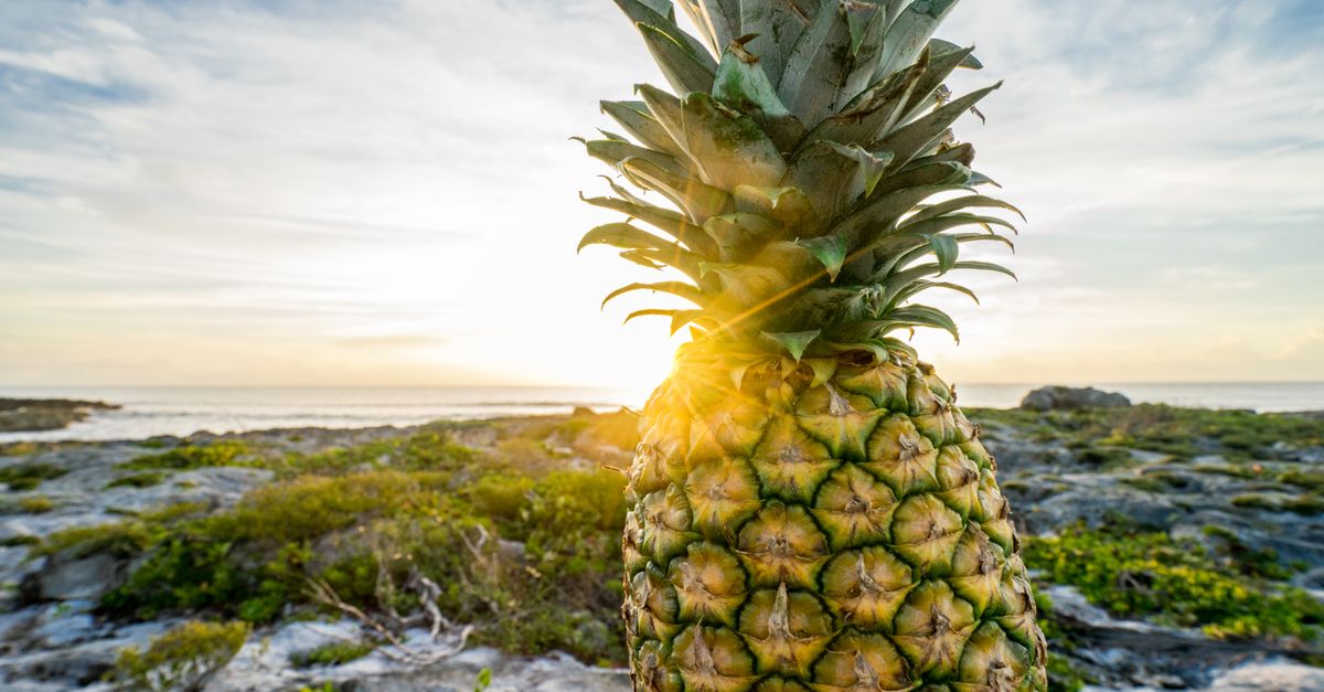 Yellow pineapple near green plants with the sea beyond