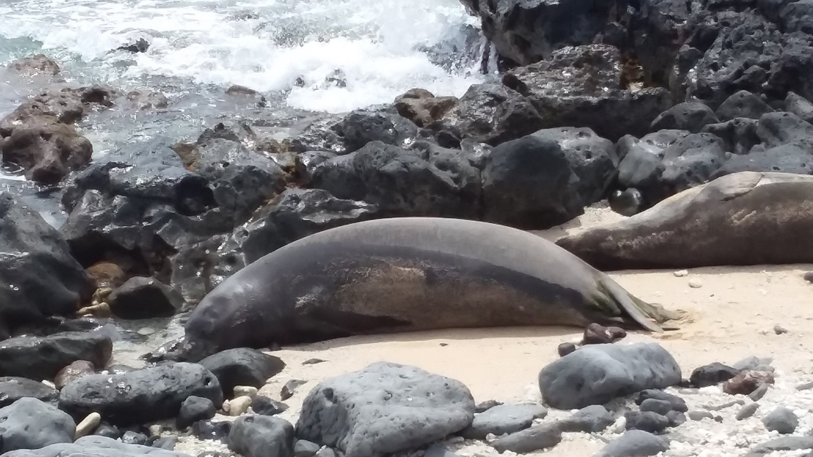 Hawaiian monk seals resting on the sand at Ka'ena Point