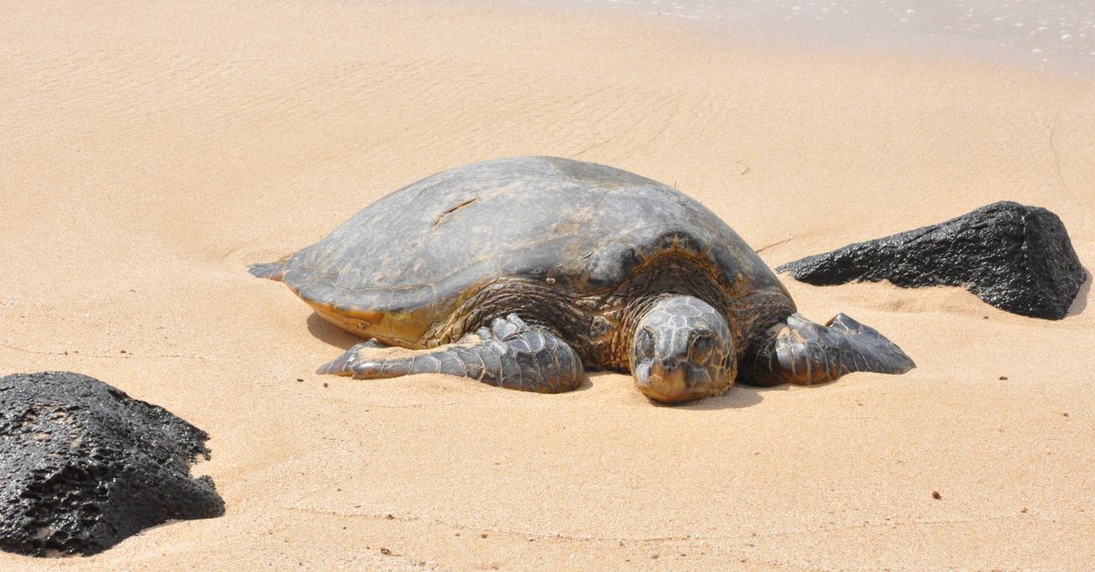Hawaiian green sea turtle basking on a sandy beach with lava rocks