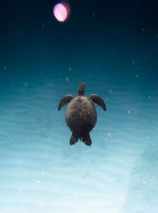 Green sea turtle swimming underwater in Hawaii's ocean