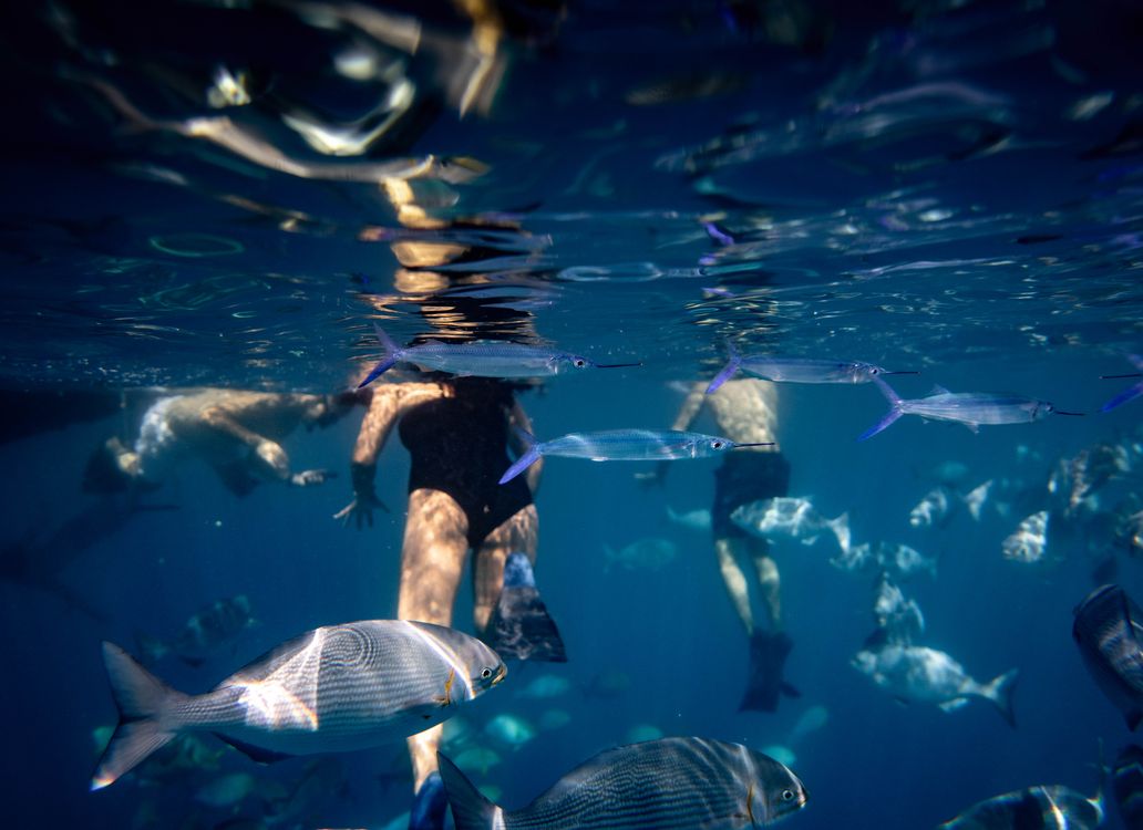 Snorkelers underwater surrounded by a school of fish, big fish in the foreground